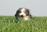 BEARDED COLLIE 133